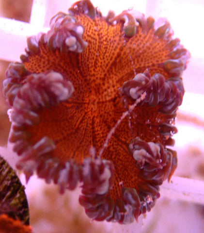 Red Rock Flower Anemone (Epicystis Crucifer WYSIWYG ) - Blue Touch Aquatics