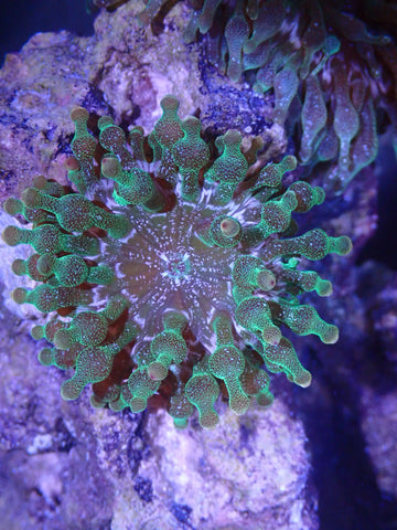 Red Tip Bubble Tip Anemone 2" x 2" (Entacmaea Quadricolor) - Blue Touch Aquatics
