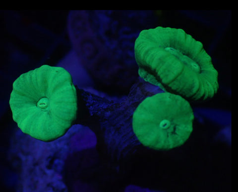 Neon Green Candy Cane (CAULASTREA SPP) - Maine Coral - Blue Touch Aquatics