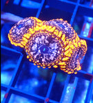 Utter Chaos Zoas Coral 10+ Heads - Marine Frag - Blue Touch Aquatics