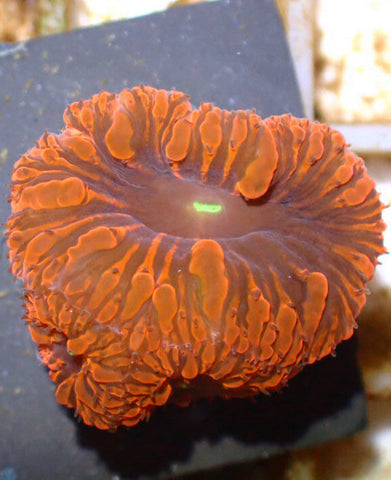 Premium Purple Centered Blastomussa Wellsi - Marine Coral Frag - Blue Touch Aquatics