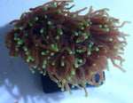 Double Headed Yellow Tip Torch Coral WYSIWYG (Euphyllia Glabrescens) - Marine Coral - Blue Touch Aquatics