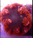 Ultra Red Rock Flower Anemone (Epicystis Crucifer WYSIWYG ) - Blue Touch Aquatics