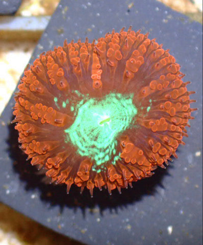 Premium Red With Green Centered Blastomussa Wellsi - Marine Coral Frag - Blue Touch Aquatics