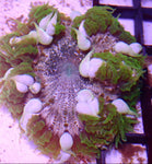 Green Rock Flower Anemone (Epicystis Crucifer WYSIWYG ) - Blue Touch Aquatics