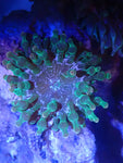 Red Tip Bubble Tip Anemone 2" x 2" (Entacmaea Quadricolor) - Blue Touch Aquatics