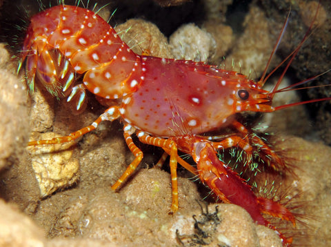 Red Reef Lobster (Enoplometopus Occidentalis) - Marine Invert - Blue Touch Aquatics